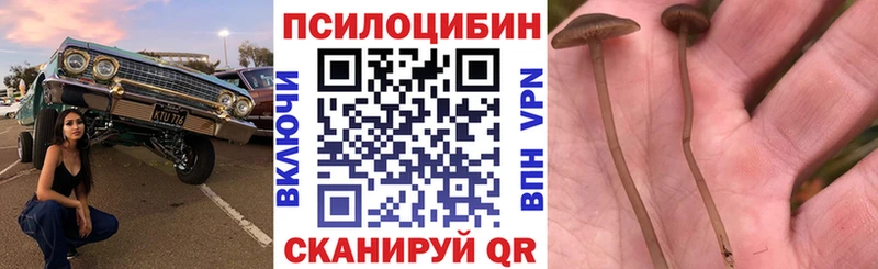 хочу   Козельск  Псилоцибиновые грибы Cubensis 
